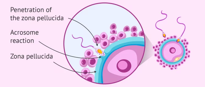 <p>What is the <strong>acrosomal </strong>reaction?</p>