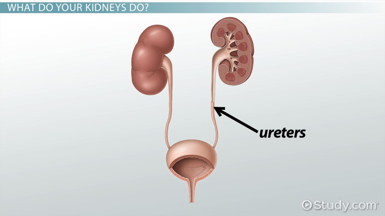 <p>Ureter</p>