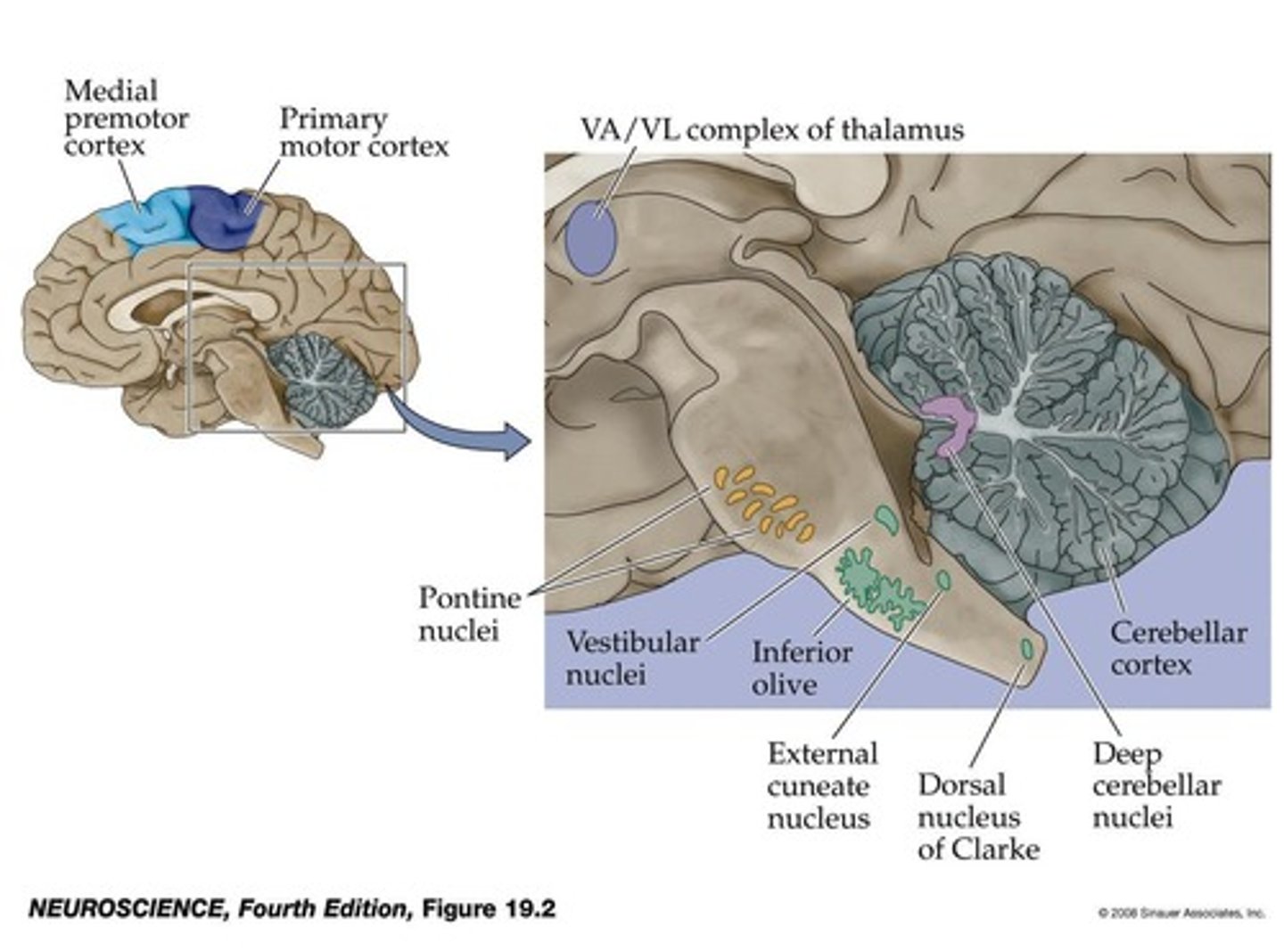 <p>Cerebellum, Basal ganglia, Thalamus (VPC), Thalamus (VA and VL nuclear complex), Somatosensory cortex (area 2), Parietal cortex (sensory regions)</p>