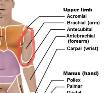 <p>arm</p>