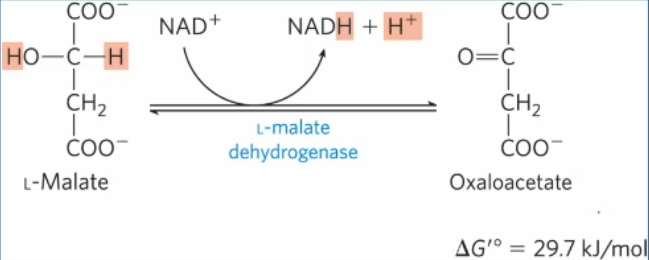 <p>malate dehydrogenase oxidizes malate to oxaloacetate generating NADH</p>