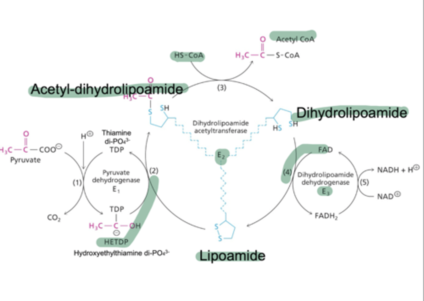 <p>Dihydroxylipoamide acetyltransferase catalyzes the reaction of HETDP with lipoamide to form a ylid and acetyl-dihydrolipoamide via acetylation. Acetyl-dihydroxylipoamide reacts with CoA to form dihydrolipoamide and acetyl CoA.</p>