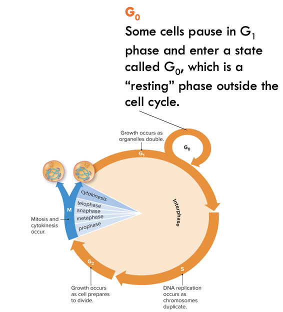 <ul><li><p>Inactive stage</p></li><li><p>Cells are not actively preparing to divide</p></li><li><p>Normal cell function</p></li></ul>