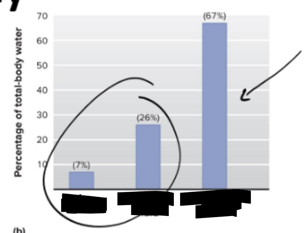<p>Fluid Compartments in the Body</p>