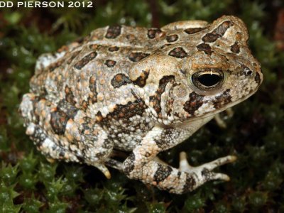 <p>Fowler’s Toad</p>