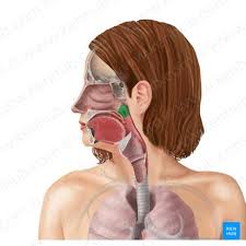 <p>nasopharynx</p>
