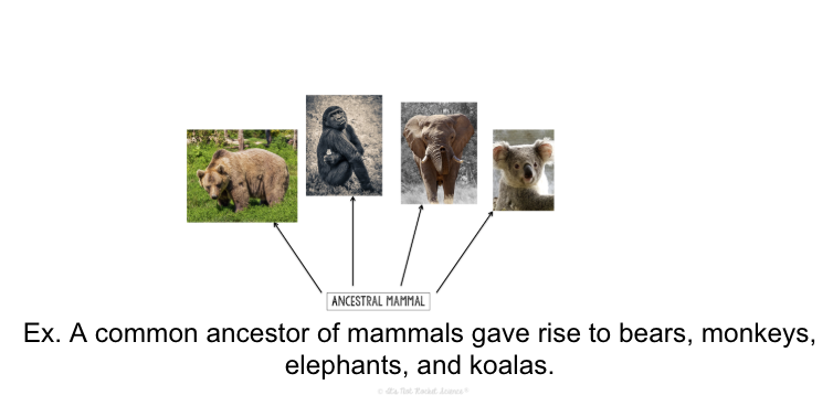 <p>Divergent Evolution</p>