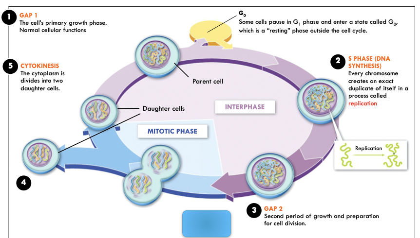 <p>The parent cell’s nucleus, with its duplicated chromosomes, divides.</p>