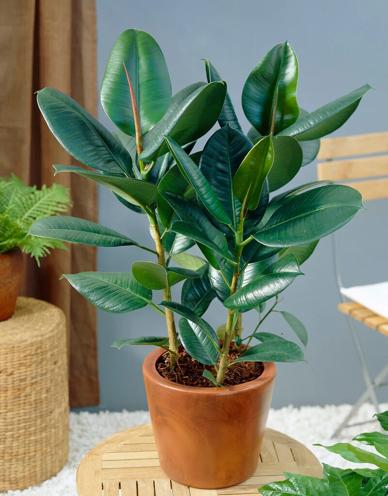 <p>What is this plant?</p>