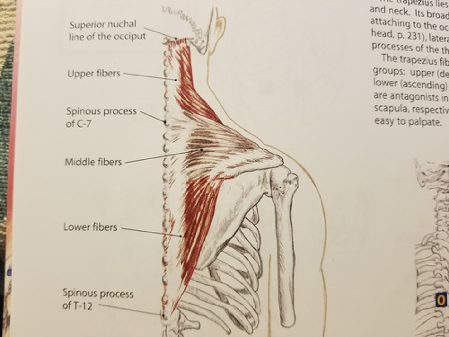 <p>Bilaterally: Extend the head and neck</p><p>Unilaterally: Laterally Flex the head and neck to the same side</p><p>Rotate the head and neck to the opposite side</p><p>Elevate and Upwardly rotate the scapula</p>