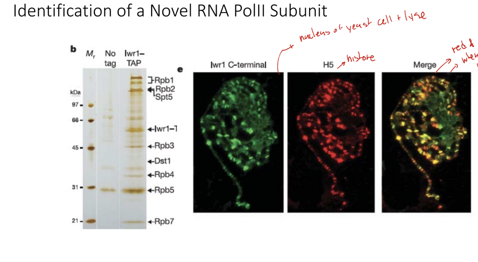 <p>Describe the Identification of Novel RNA Pol II Subunit</p>