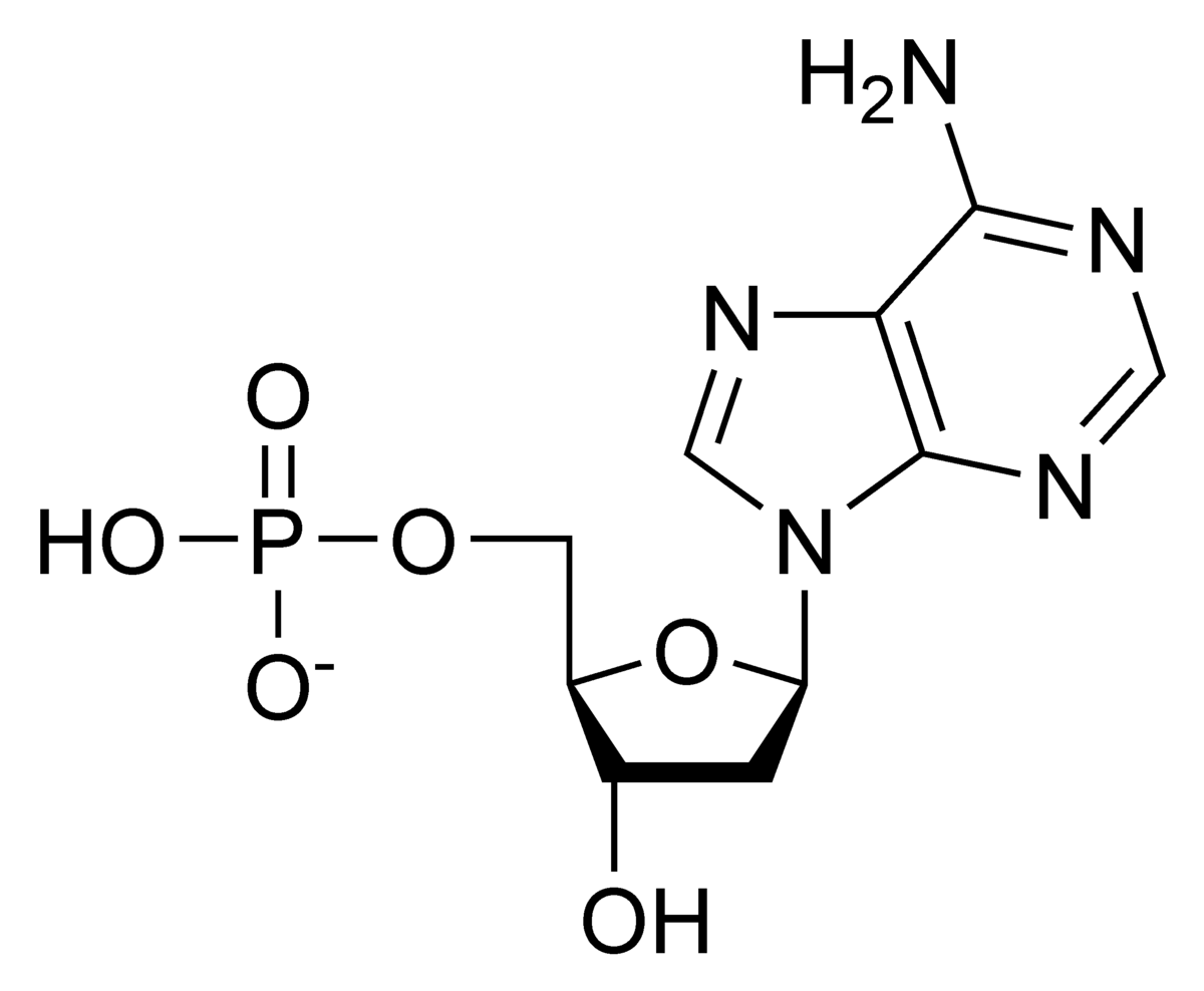 <p>Identify each part of the nucleotide (from left to right).</p><p>Is this a DNA or RNA nucleotide?</p>