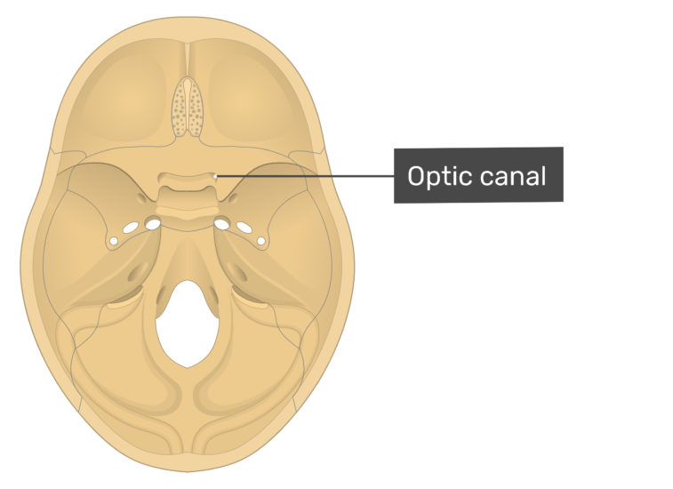 in sphenoid bone