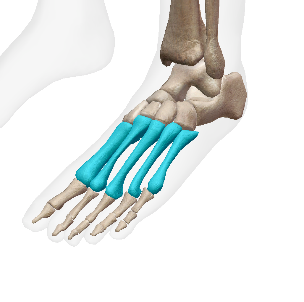 <p>Label the bone on the foot </p>