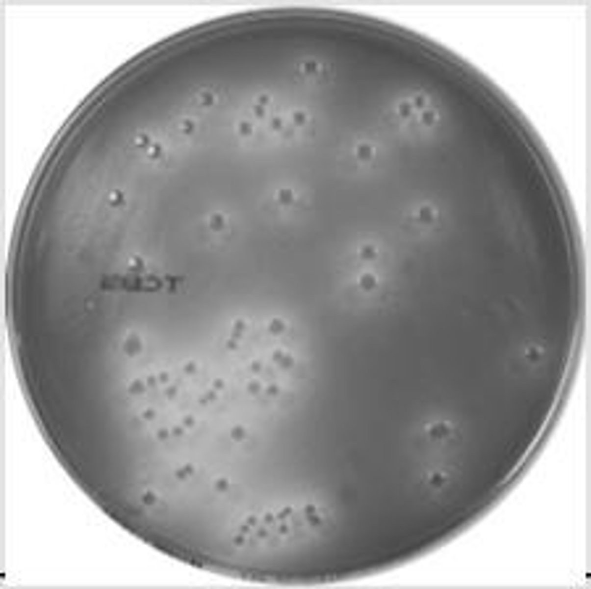 <p>Gelatinous substance derived from algae for culturing.</p>