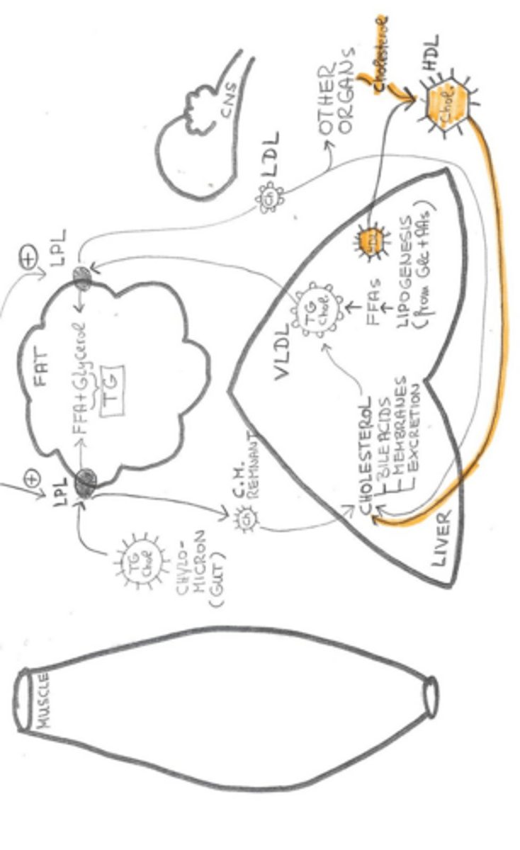 <p>Beta-oxidation, ketogenesis, and VLDL production.</p>