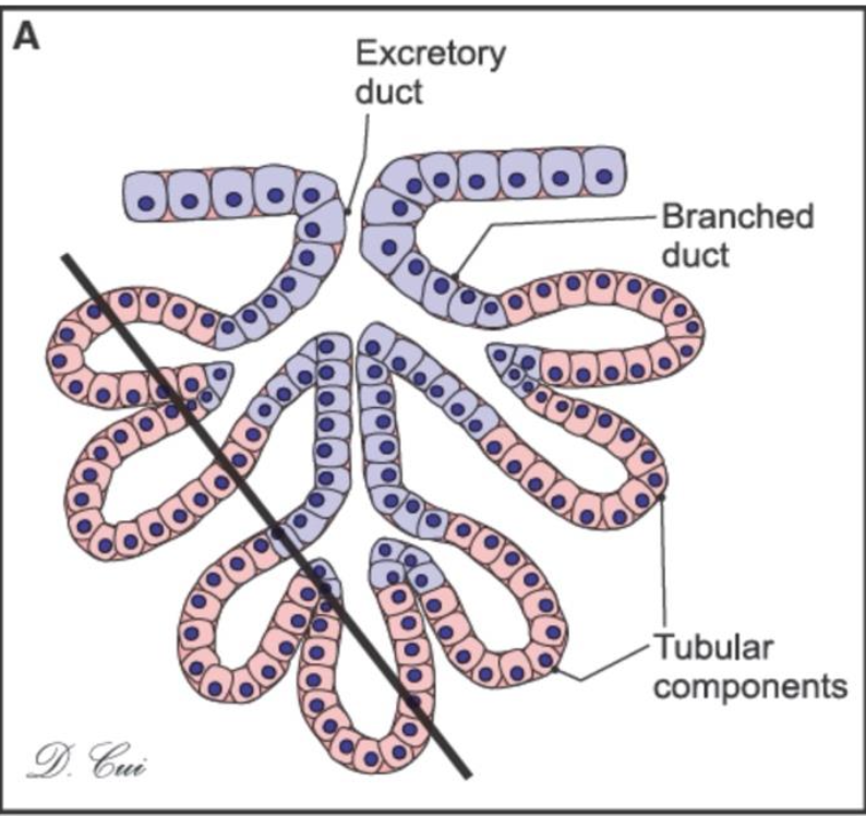 <p>what kind of gland is this and where can you find it?</p>