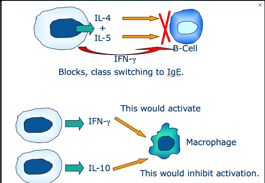 <p>One cytokine may inhibit the activity of another</p>