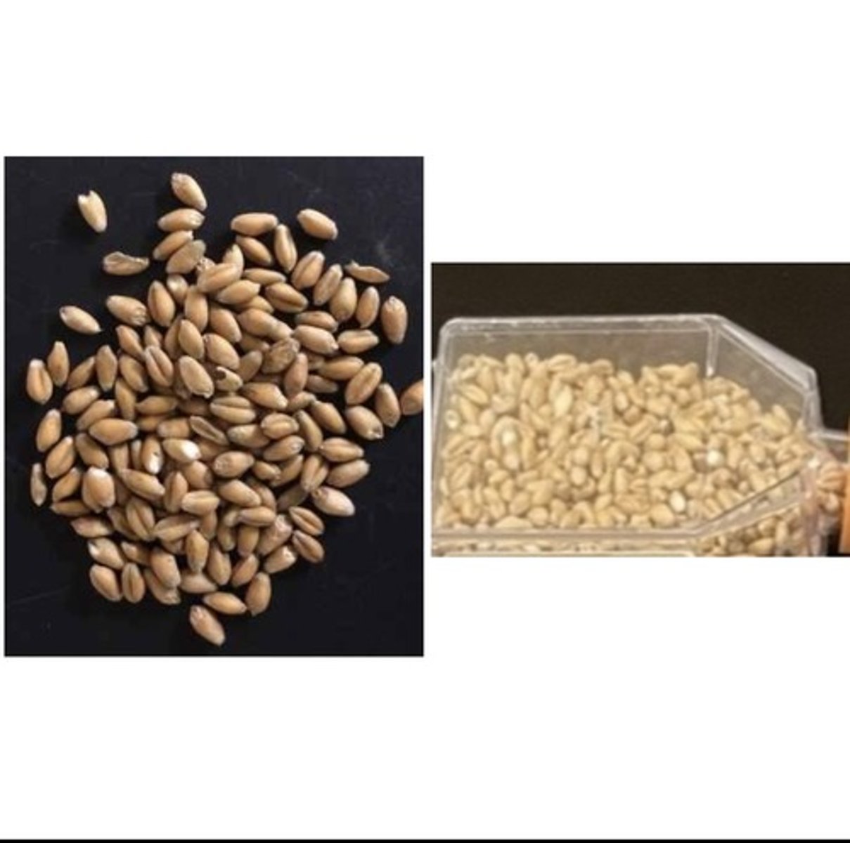 <p>Energy Feed</p>