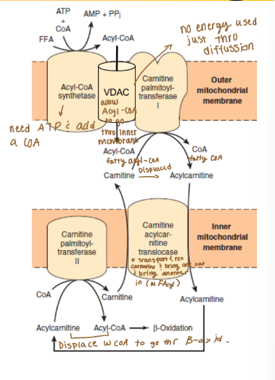 <p>Which molecule is complexed with fatty acids to allow them to</p><p>utilize VDAC to pass the outer mitochondrial membrane?</p>