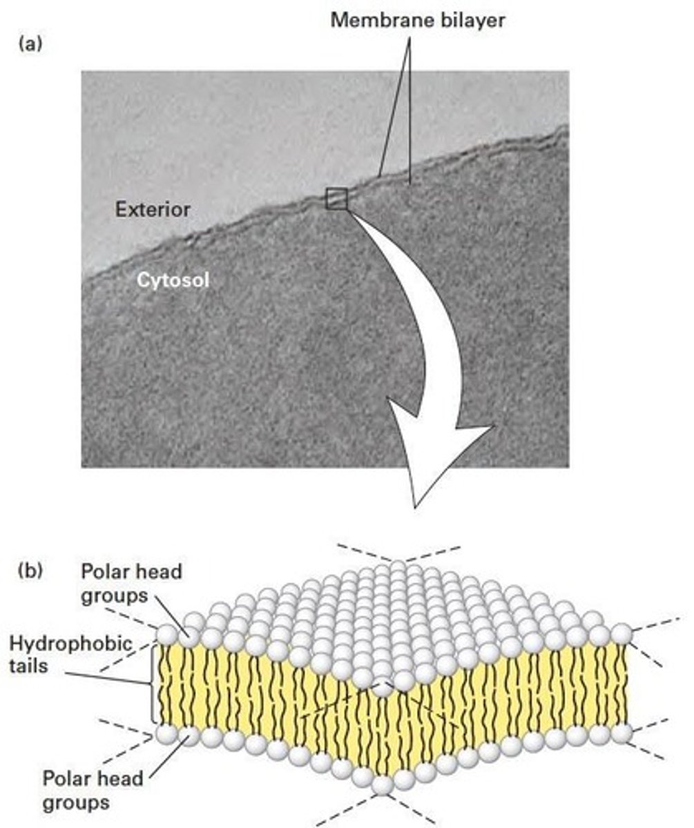 <p>The plasma membrane has a trilaminar structure and is a lipid bilayer about 6 nm thick.</p>