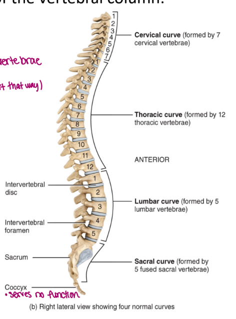 <ol><li><p>cervical → neck</p></li><li><p>thoracic → lungs</p></li><li><p>lumbar → biggest of the vertebrate</p></li><li><p>sacral → 3-5 bones (didn’t start that way, fuse)</p></li><li><p>coccyx → tail bone</p></li></ol><p></p>