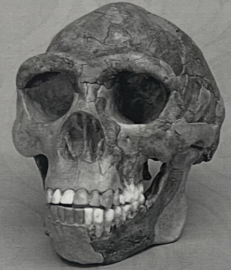 <p>What geographic region is this species found in?</p>