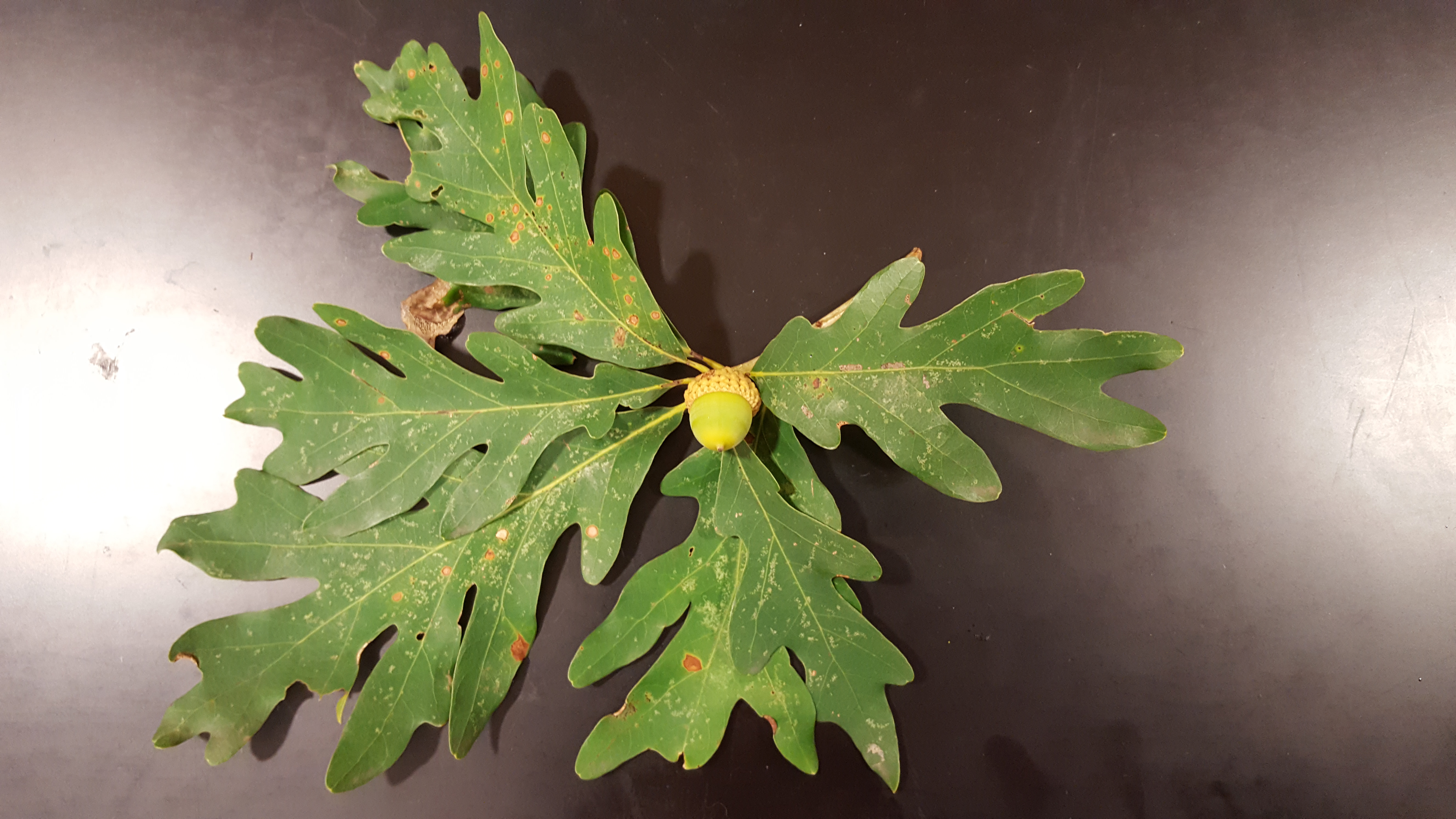 <p>What is the genus?</p>