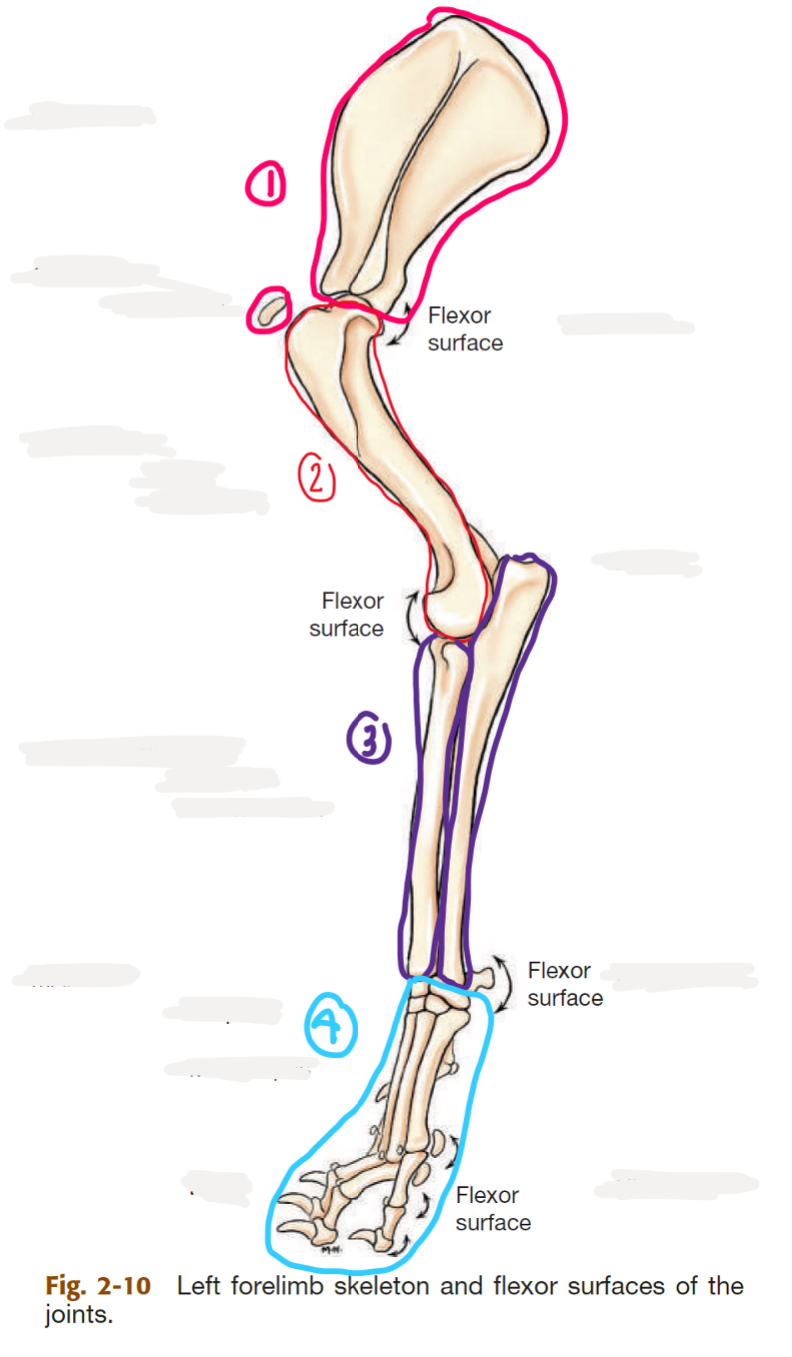 <p>label the segments of the thoracic limb (AKA forelimb)</p><p></p><p>whats the name of the bone in 2</p>