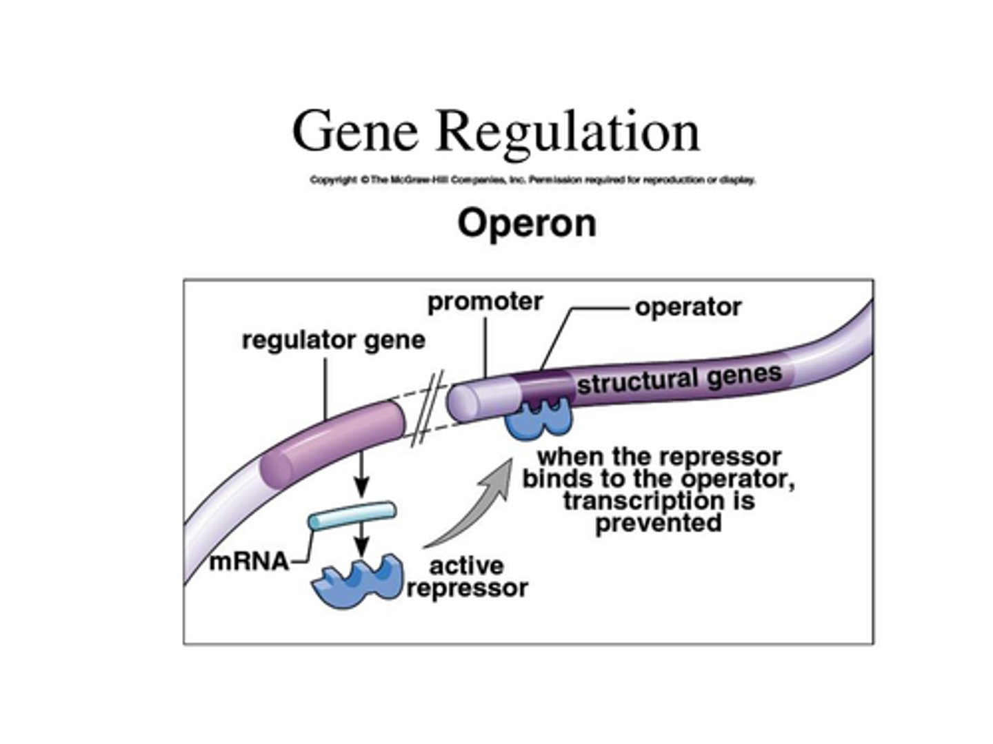 <p>-sometimes its expressed, sometimes it's not and product of gene is not always needed</p><p>-expression can be turned on and off in response to the cell's needs</p>