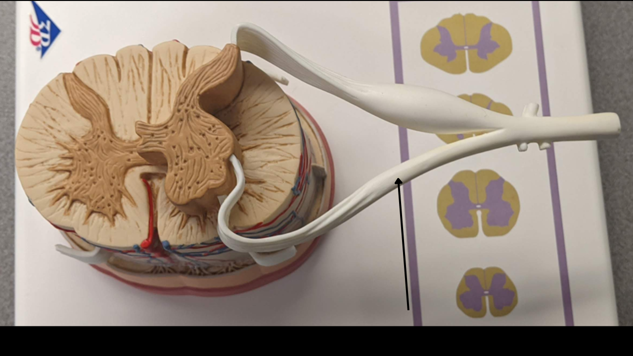 <p>(5) ventral root </p>