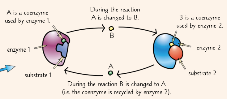<ul><li><p>these are called coenzymes</p></li><li><p>they participate in the reaction and are changed by it</p></li><li><p>they often act as carriers, moving different chemical groups between different enzymes</p></li><li><p>they’re continually recycled during this process</p></li><li><p>vitamins are often sources of coenzymes</p></li></ul><p></p>