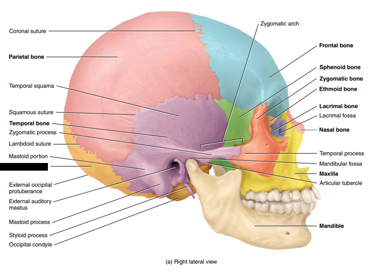 <p>State and identify what part of the cranial bone is being pointed out and censored. (hint: a type of cranial bone)</p>