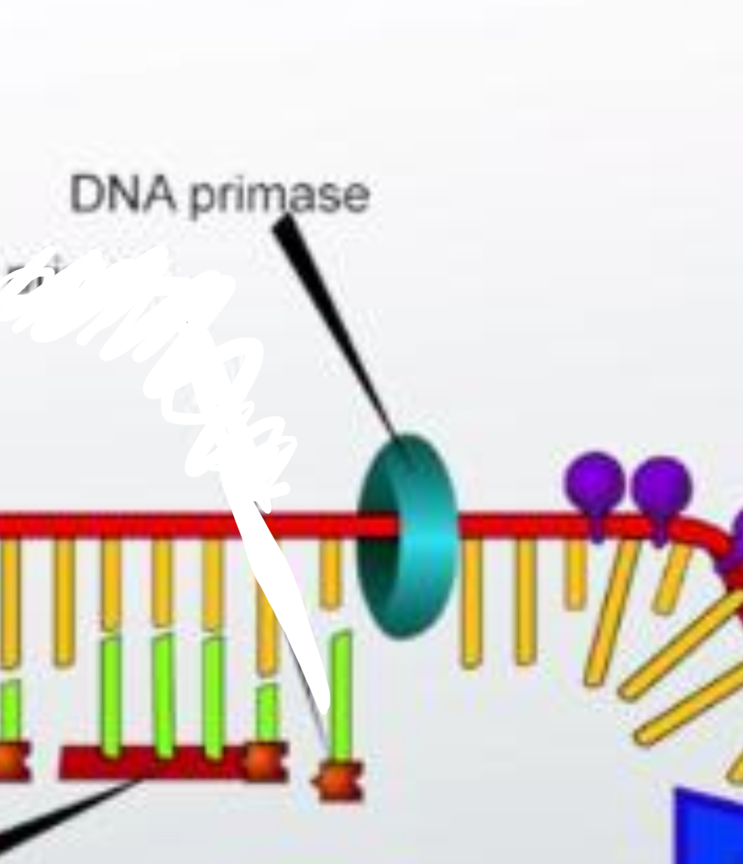 <p>an enzyme that synthesizes a short RNA primer for DNA replication.</p>
