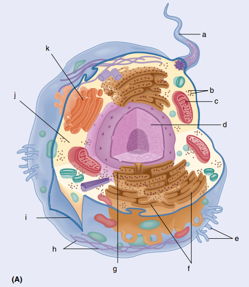 <p>Identify the cell structures:</p>