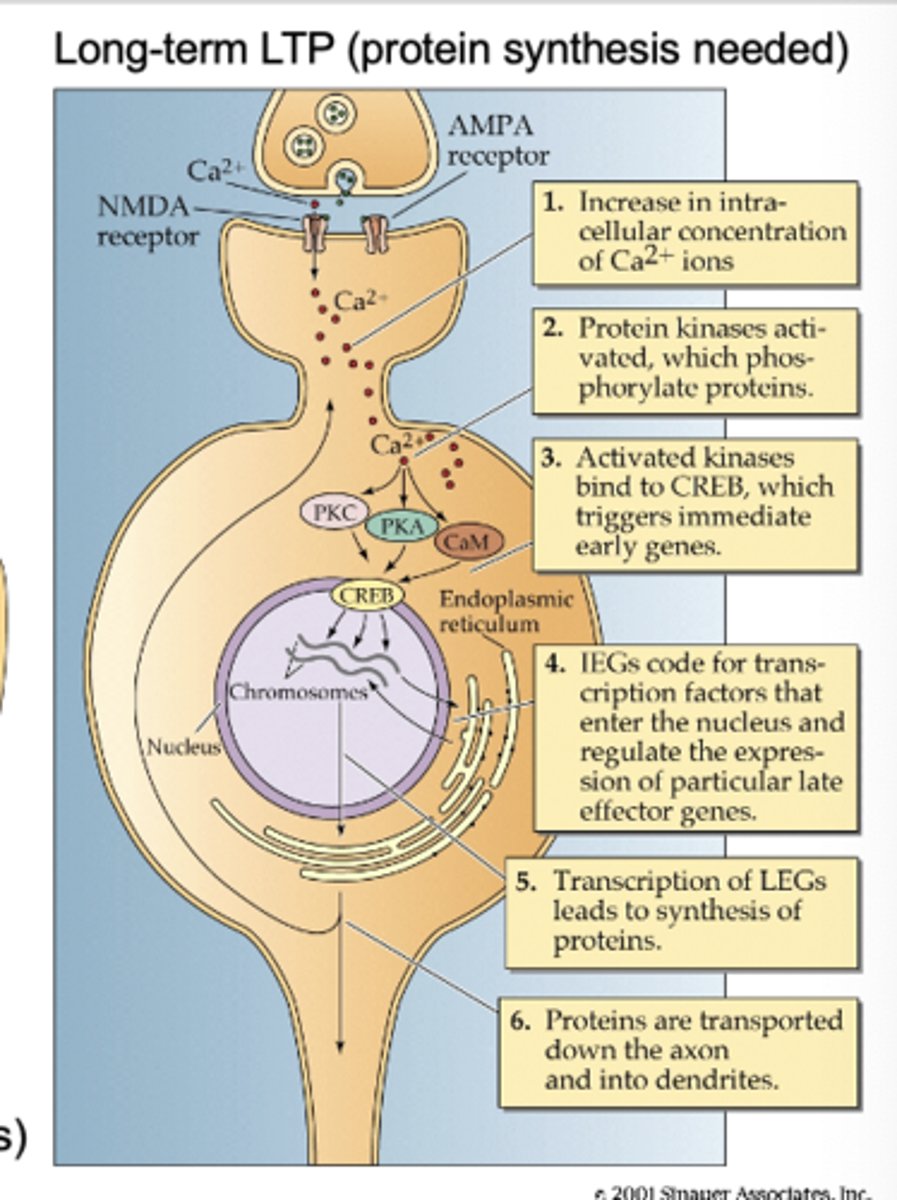 <p>1. increase in intracellular concentration of Ca2+ ions<br>2. protein kinases activate, cause phosphorylation of proteins<br>3. activated kinases bind to CREB, which triggers immediate early genes<br>4. IEGs code for transcription factors that enter the nucleus and regulate particular late-effector gene expression<br>5. transcription of LEGs leads to synthesis of proteins<br>6. proteins transported down axon and into dendrites</p>