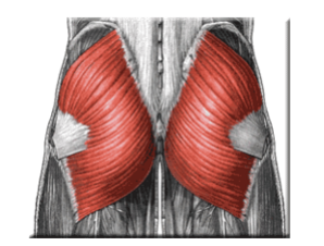 <p>Extends and laterally rotates the thigh.</p>