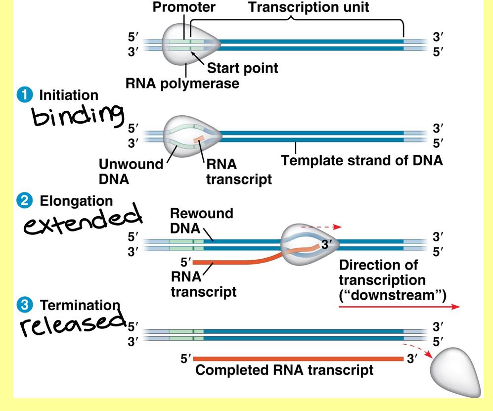 <p>Which process (1, 2, or 3) does RNA polymerase bind to promoter, is the RNA transcript released, and is the RNA transcript extended?</p>