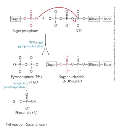 <p>activated sugar nucleotides (UDP-glucose); UTP + G1P turns into UDP-glucose + PP<sub>i</sub> via <strong>UDP-glucose pyrophosphorylase</strong></p>