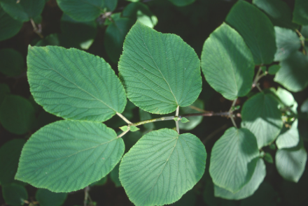 <p><em>Viburnum latanoides</em></p>