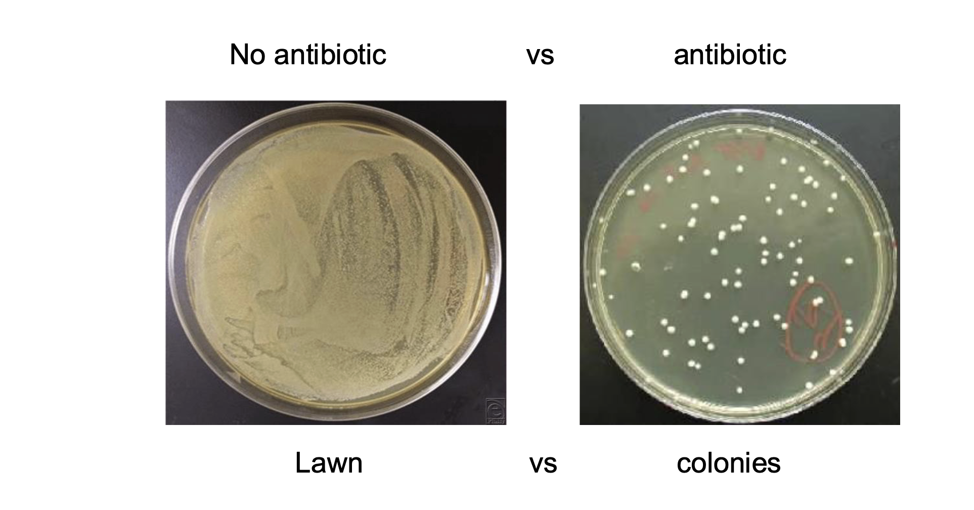 <ul><li><p>shake them to whatever temp the bacteria grows best in in their test tube with NO ANTIBIOTIC IN THE INITIAL GROWTH MEDIUM</p><ul><li><p>gives cells an hourish to develop / incorporate resistance genes from plasmid</p></li></ul></li><li><p>add them to a growth medium +antibiotic</p><ul><li><p>so only cells that have properly incorporated the plasmid survive</p></li><li><p>creates <strong>colonies instead of a lawn</strong></p></li></ul></li></ul><p></p>
