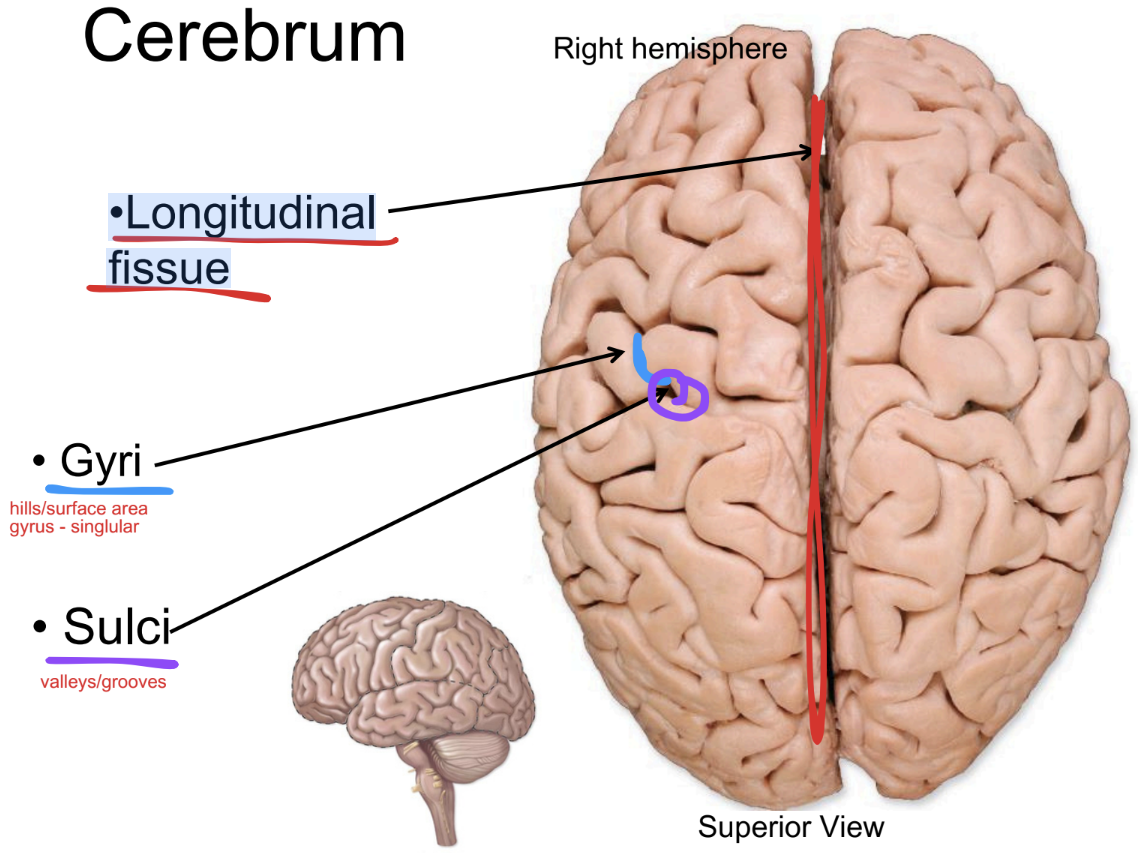 <p><strong>hallow grooves</strong> between gyri that help separate brain regions</p>