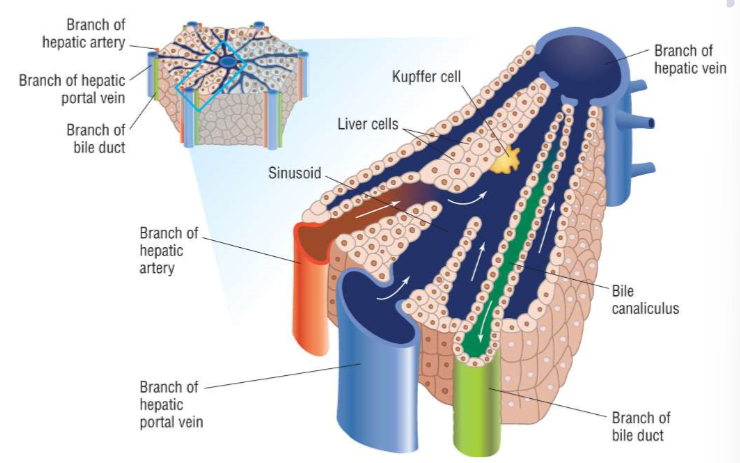 <ul><li><p><strong>Oxygenated </strong>blood from the branch of the <strong>hepatic artery</strong> and <strong>nutrient-rich deoxygenated </strong>blood from the branch of the<strong> hepatic portal vein mix</strong>, and flow towards the central branch of the <strong>hepatic vein</strong></p></li><li><p>The <strong>hepatocytes</strong> (liver cells) use this oxygen to metabolise the nutrients and process waste products in the blood, and the <strong>deoxygenated blood</strong> produced exits via the branch of the <strong>hepatic vein</strong></p></li><li><p><strong>Kupffer cells</strong> in the sinusoids are resident <strong>macrophages</strong> (phagocytes), which engulf and break down foreign bodies and <strong>pathogens</strong></p></li><li><p>The hepatocytes produce <strong>bile</strong>, which they secrete into the <strong>bile canaliculi</strong>, which flow the opposite direction towards the branch of the <strong>bile duct</strong></p></li></ul><p></p>
