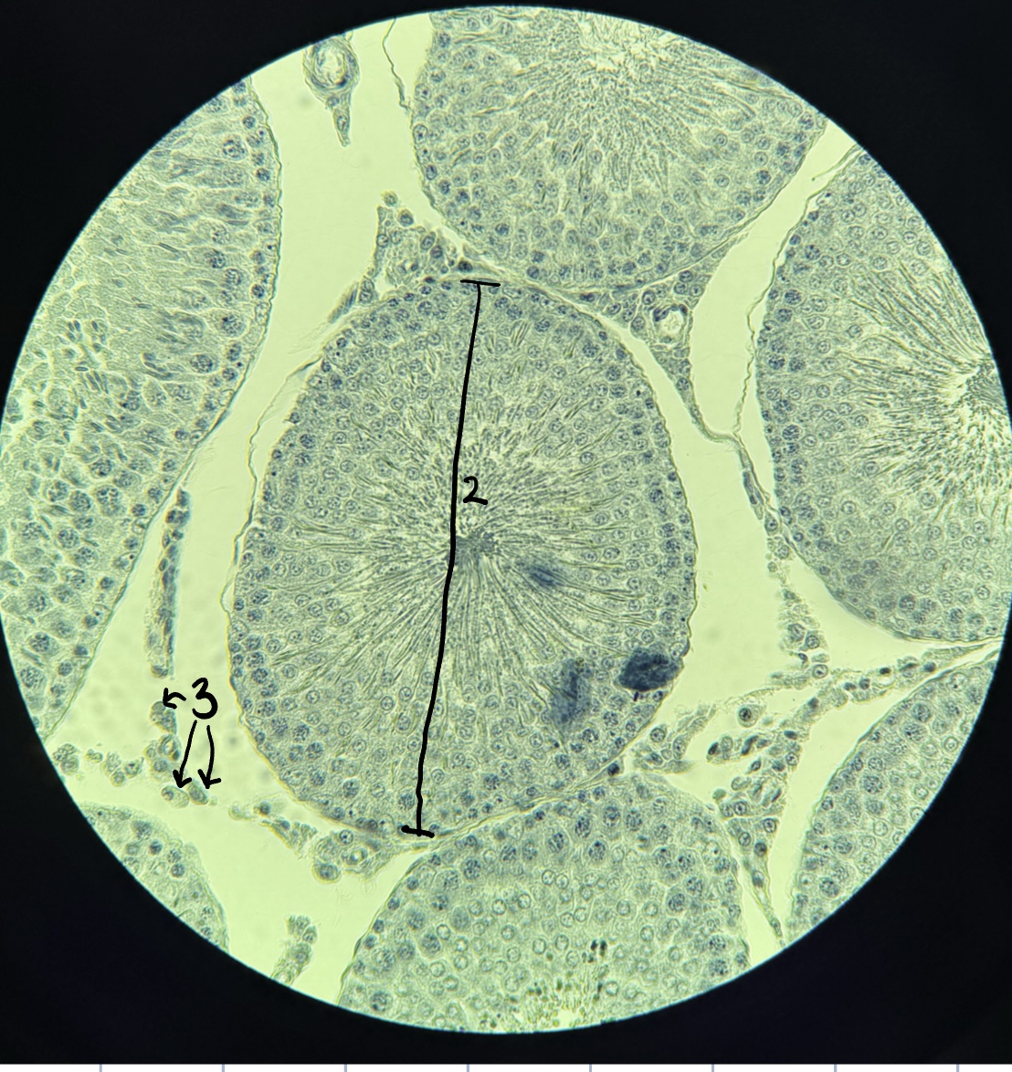<p>3</p>