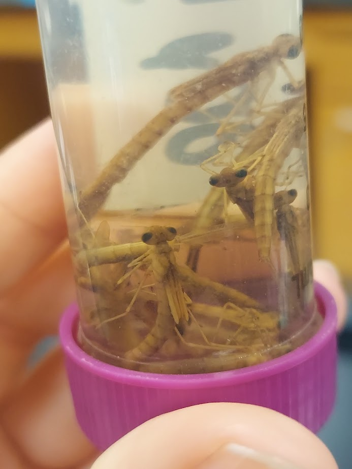 <p>Skinny antennae</p><p>Y-shaped skinny mouthpart</p>