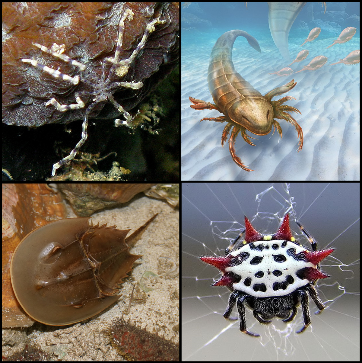<p>Phylum Arthropoda, Subphylum Chelicerata</p>