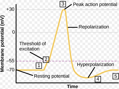 <p><strong>1.) Resting State:</strong> Neuron is inactive; inside negative, outside positive.</p><p><strong>2.) Depolarization:</strong> Sodium enters, making the inside more positive.</p><p><strong>3.) Action Potential:</strong> Neuron fires; electrical impulse travels down the axon.</p><p><strong>4.) Repolarization:</strong> Potassium leaves, restoring negative inside.</p><p><strong>5.) Return to Resting State:</strong> Ion balance restored; neuron ready to fire again.</p><p></p>