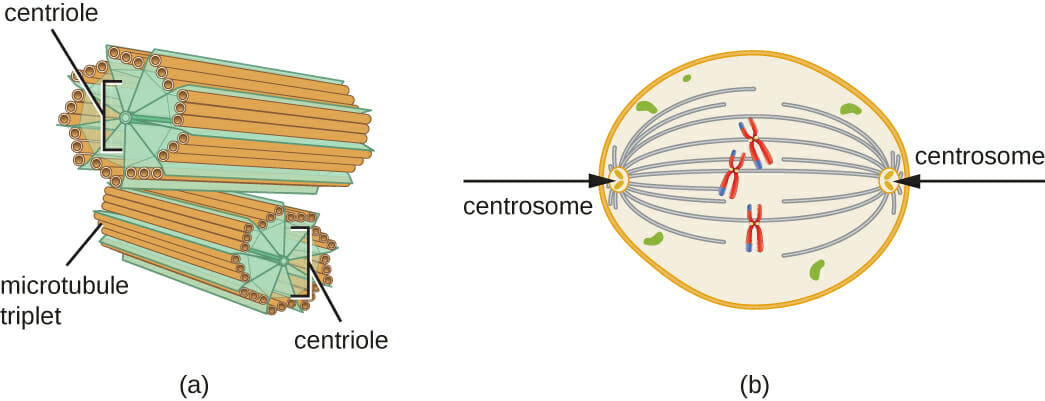 <p>Centrosome/Centriole</p>
