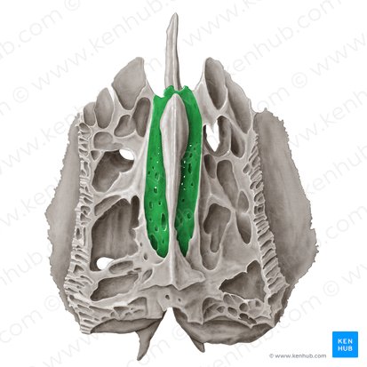 <p>What bone marking is this?</p>