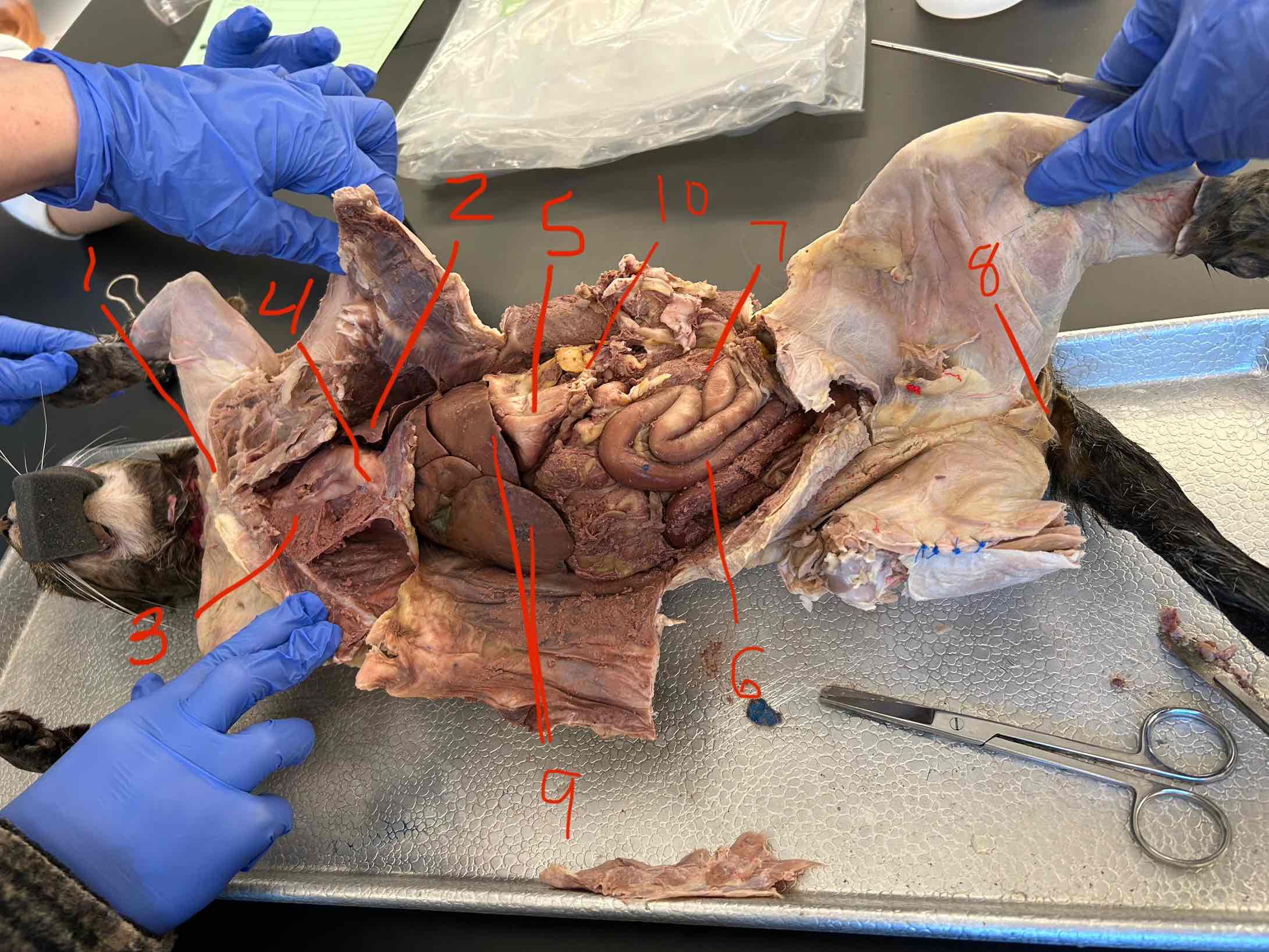 <p>What is this? 2</p>